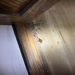 Roach Infestation
