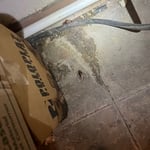Roach Infestation