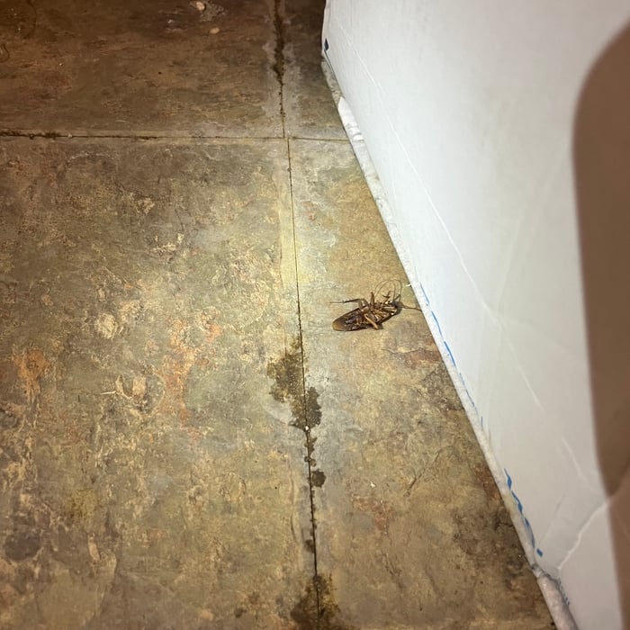 Roach Infestation