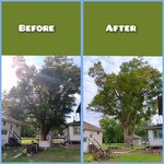 Silver Maple Trim