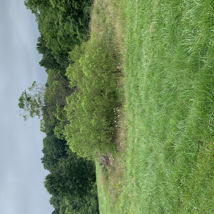 overgrown, dry pond