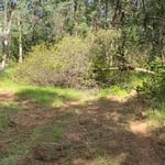Tree had fallen on old dirt raod