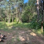 Tree removal