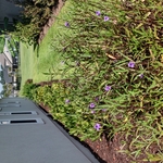 Oasis Lawn Care