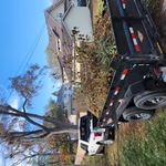 tree and bush trimming