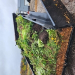 dump clean up services