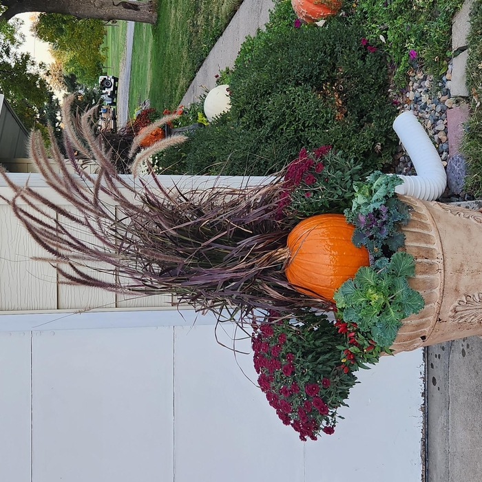seasonal changeout flower pots