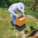 Honeybees adjusting to their new environment