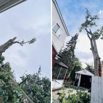 Tree removal