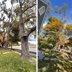 Tree Removal
