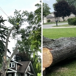 Tree removal