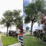 Tree Trimming