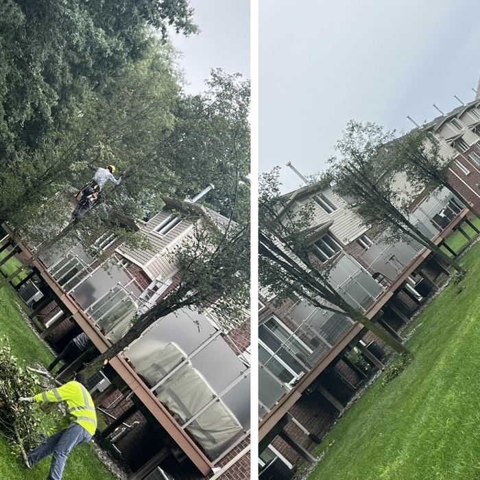 Tree trimming