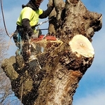 Tree Removals