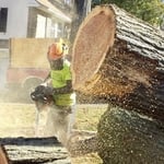 Monster Tree Removal