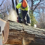 Tree Cutting in Action