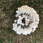Hornet's comb