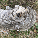 Bottom of nest