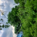 Tree Trim