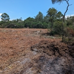 Before picture of area to be cleared