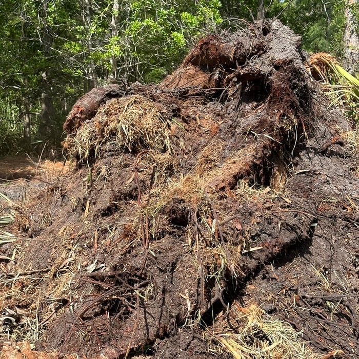 before picture of piles of palmetto roots