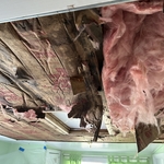 Water damaged insulation