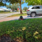 Garden Sprinkler System