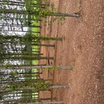 mulching