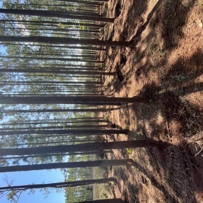 mulching