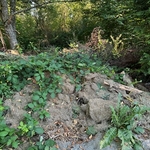 Yard waste before