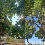 Trees