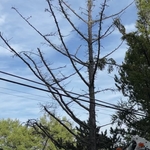 DB Tree Removal