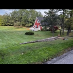DB Tree Removal