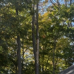 DB Tree Removal