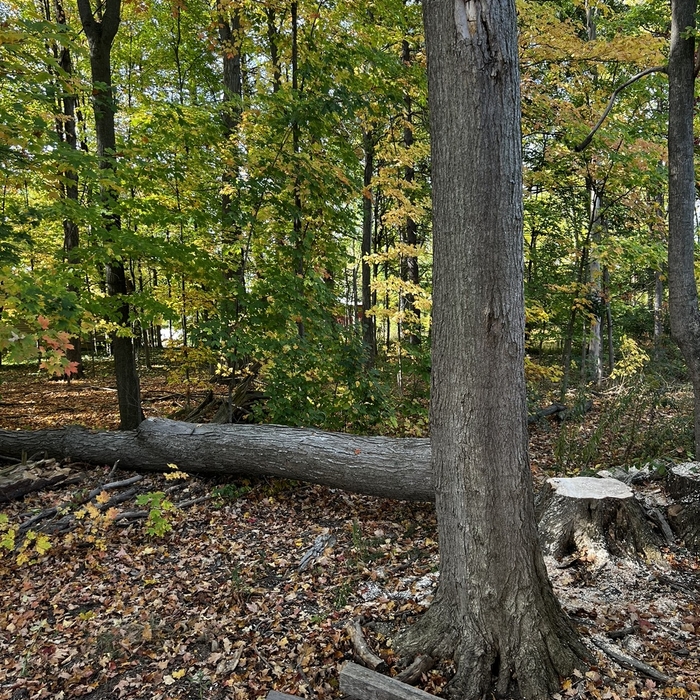 DB Tree Removal