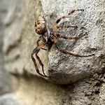 Spiders