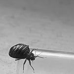 Bedbugs