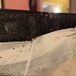 Bedbugs