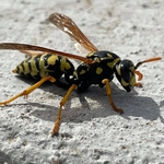 Wasps