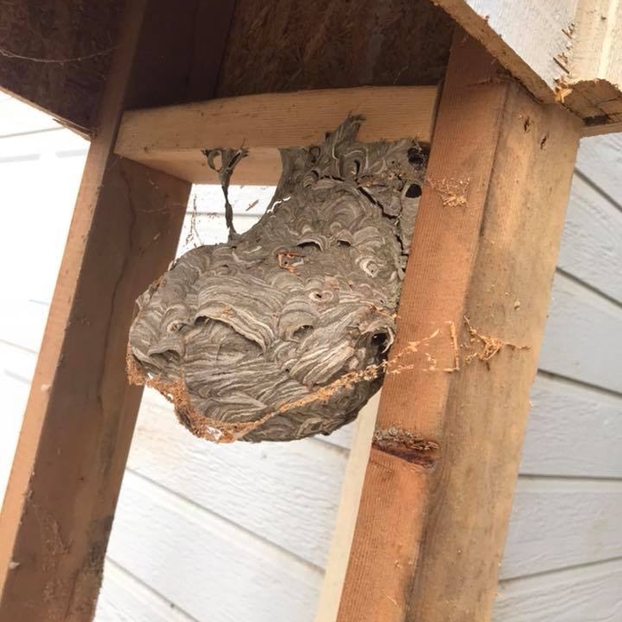 Wasp nest