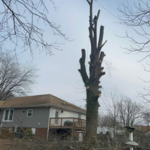 Tree services