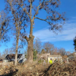 Tree services