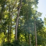 Tree services
