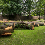 Tree removal