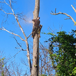 Tree removal