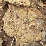 Termites