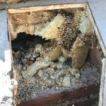Bees