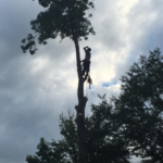 18 Trees- Fenced In- No Damage