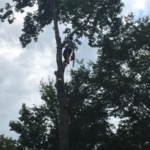 18 Trees- Fenced In- No Damage