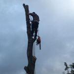 18 Trees- Fenced In- No Damage